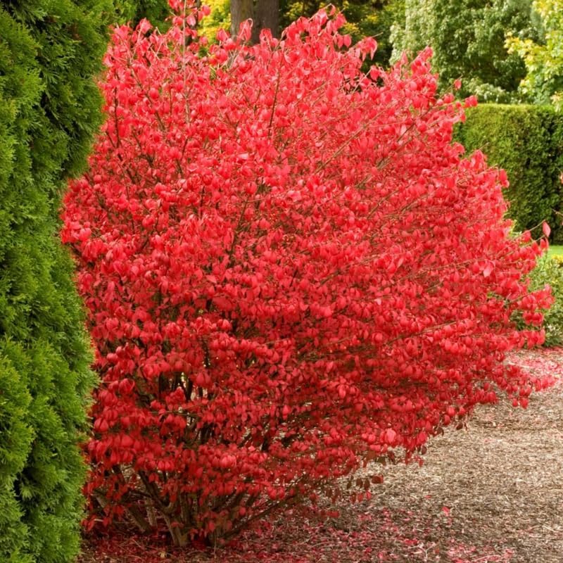 5 Burning Bush Shrub Live Plant | 6 – 12 Inch Tall | Well Rooted | Hardy Outdoor Landscape Plant