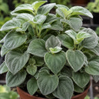 Peperomia Incana Plant, 4" Pot, High-Vigor Low Maintenance Houseplant for Desks, Pet-Friendly Soft Grey-Green Foliage