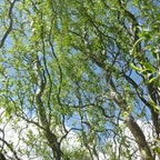 2 Corkscrew Willow Live Bare Root Trees | Twisted Branch Ornamental Tree 1-2ft Bare Root Rooted Cuttings | Well-Rooted Decorative Garden Trees