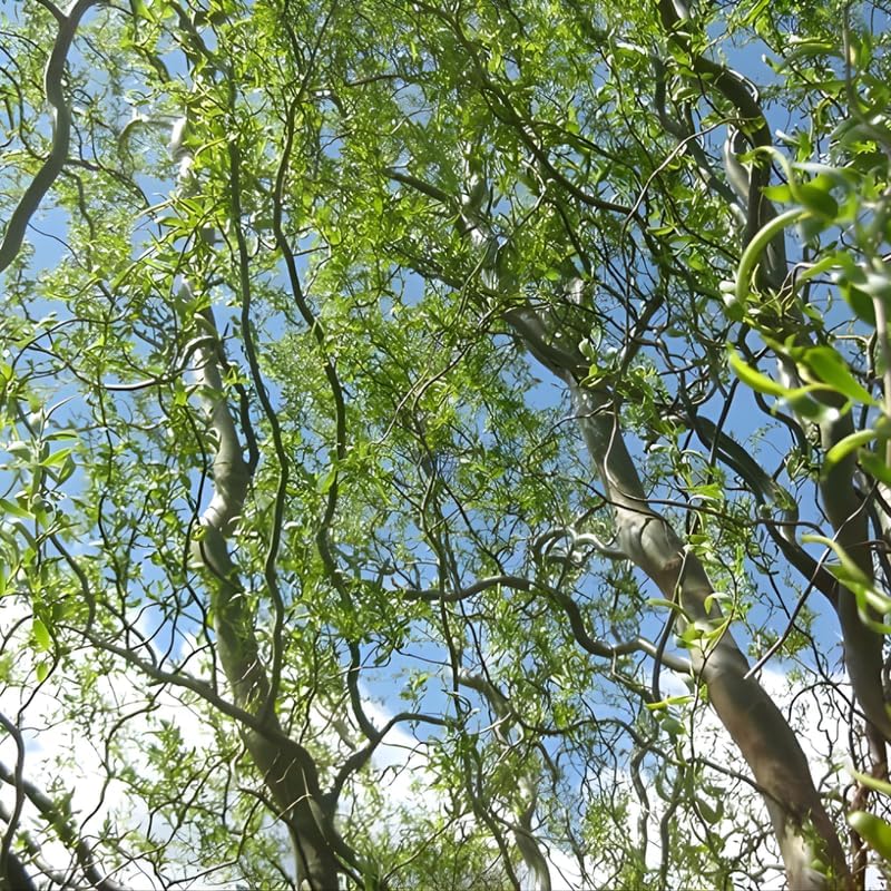 2 Corkscrew Willow Live Bare Root Trees | Twisted Branch Ornamental Tree 1-2ft Bare Root Rooted Cuttings | Well-Rooted Decorative Garden Trees