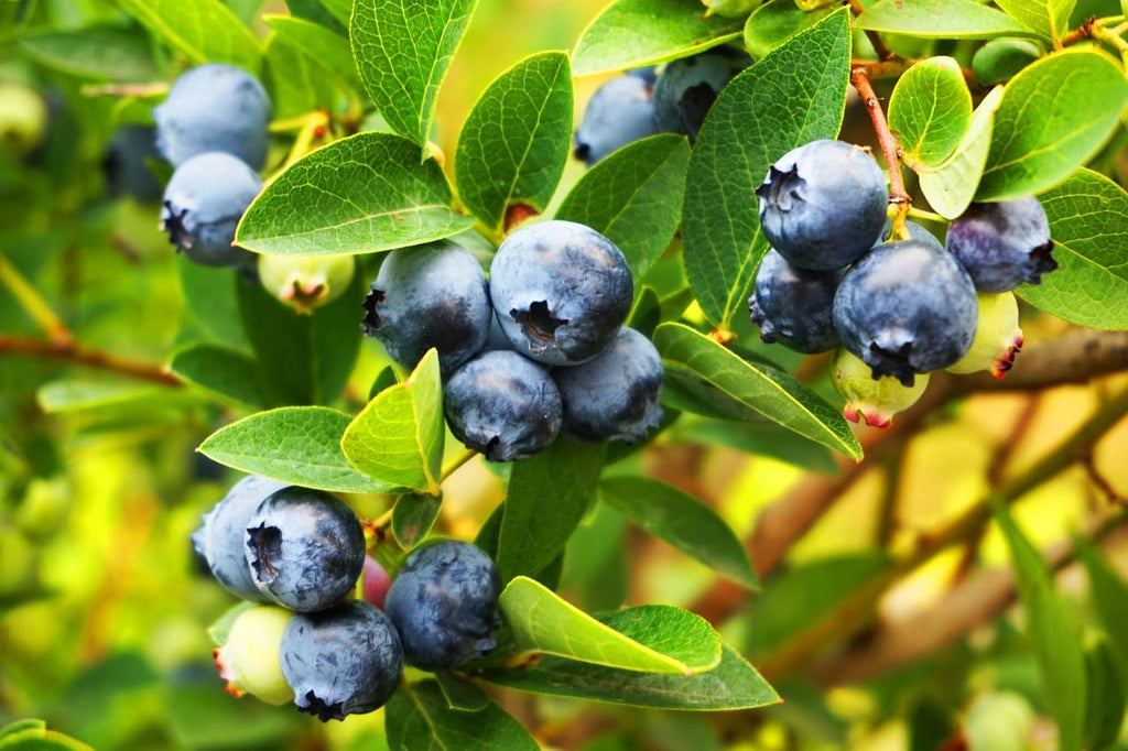 (No Ship to CA, HI, AK) Austin Blueberries Trees Live Plants, 1-2 Feet Tall (2 Gal Pot), Sweet Blue Berries Live Plants for Planting Outdoor, No Ship to CA,HI,AK