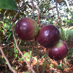 Purple Caimito Tree Live | Star Apple Tree | 30 – 36 Inches Tall | Fruit with Sweet Flavor | Easy to Grow Tropical Tree for Home Gardens & Backyards | No Ship to CA,HI,AK