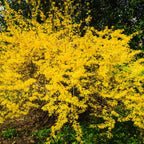 2 Lynwood Gold Forsythia Live Plant – 10 to 12 Inch Tall | Hardy Outdoor Flowering Shrub | Vibrant Yellow Spring Blooms | Fast-Growing Ornamental Hedge or Border Plant