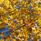 Quaking Aspen Tree Live Plant, 4-6" Tall, Vigorous Fast-Growing Deciduous Plant with White Bark for Backyard Foundation Planting & Borders