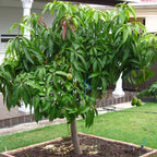 Grafted Valencia Pride Mango Tree Live Plant | 2.5–3 Ft Tropical Fruit Tree for Planting | Sweet, Low-Fiber Mango Variety for Home Gardens | No Ship to CA,HI,AK