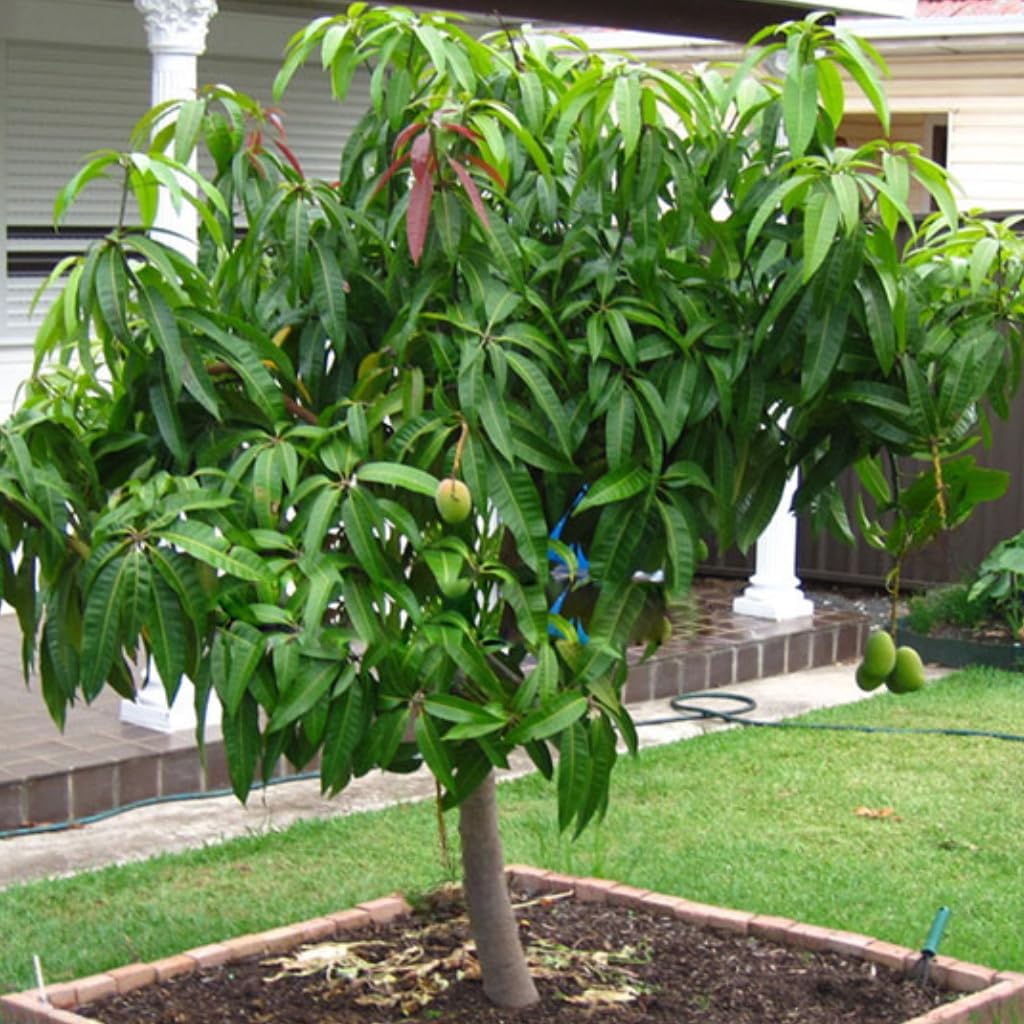 Grafted Valencia Pride Mango Tree Live Plant | 2.5–3 Ft Tropical Fruit Tree for Planting | Sweet, Low-Fiber Mango Variety for Home Gardens | No Ship to CA,HI,AK