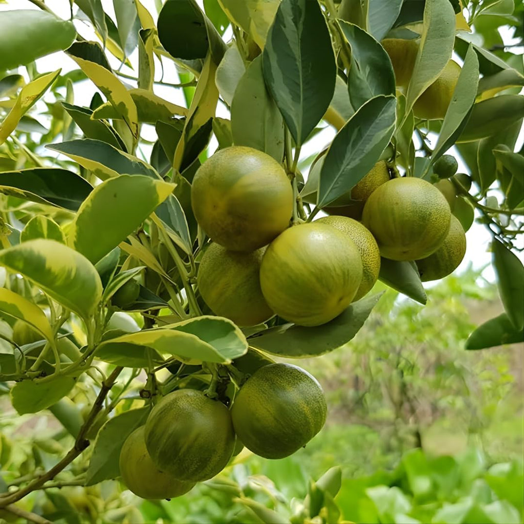 Pink Lemon Trees Live Plants | 2.5–3 Ft Live Citrus Plant | Hardy Edible Fruit Tree for Containers, Patios & Backyard Gardens | No Ship to CA,HI,AK