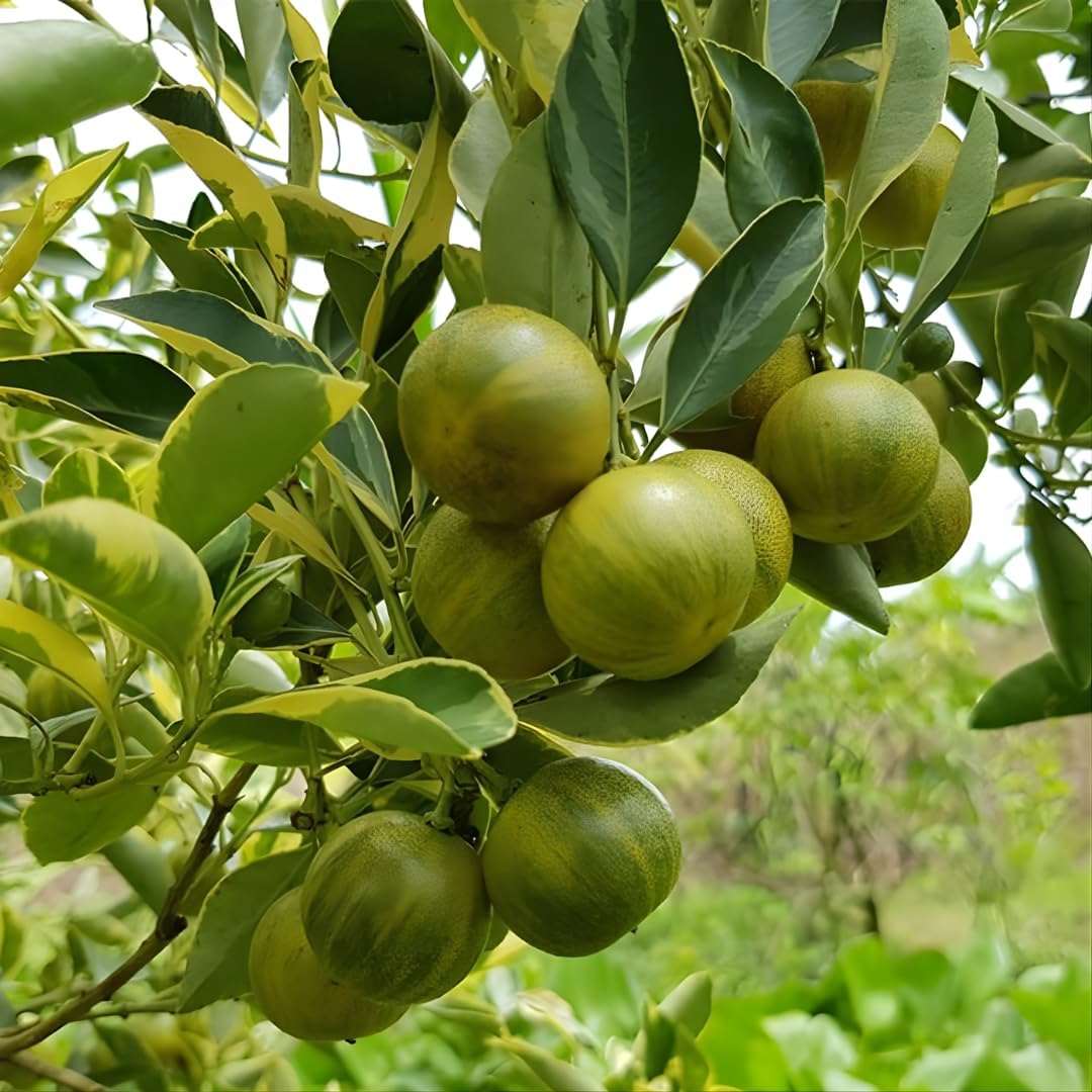 Pink Lemon Trees Live Plants | 2.5–3 Ft Live Citrus Plant | Hardy Edible Fruit Tree for Containers, Patios & Backyard Gardens | No Ship to CA,HI,AK