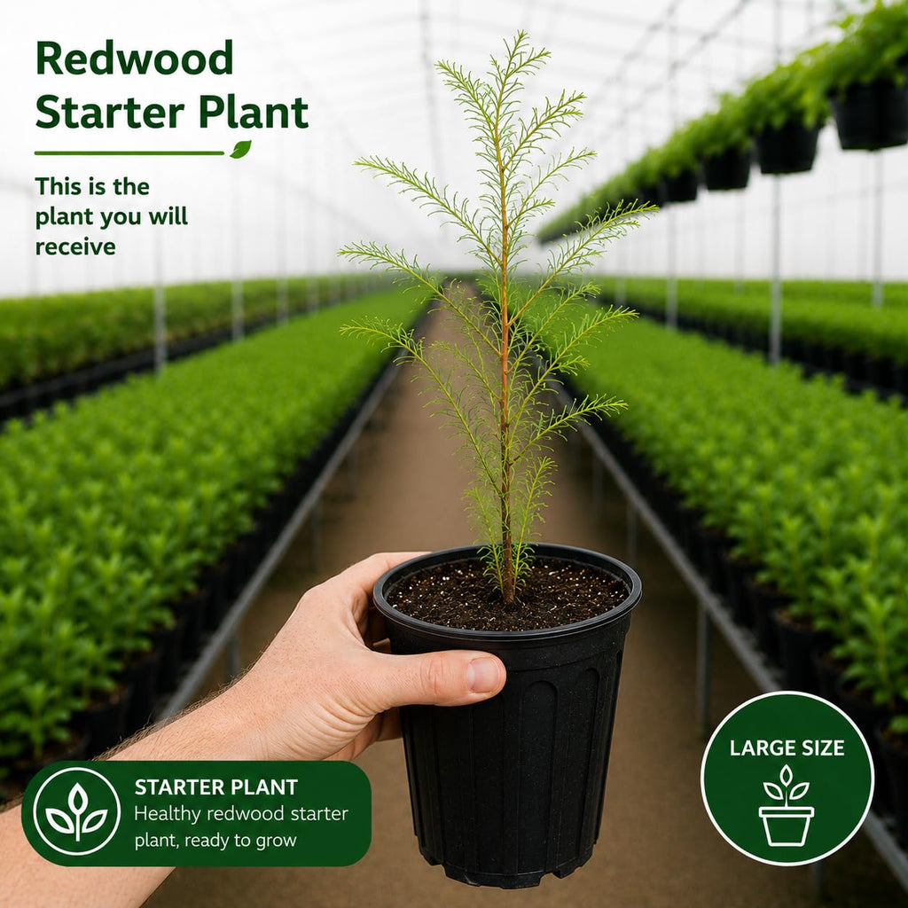 2 Large Redwood Tree Live Plants, Easy Care Redwood Sapling, Hardy, Exotic Foliage, Fast-Growing Evergreen Tree for Outdoor Spaces