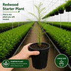 2 Large Redwood Tree Live Plants, Easy Care Redwood Sapling, Hardy, Exotic Foliage, Fast-Growing Evergreen Tree for Outdoor Spaces