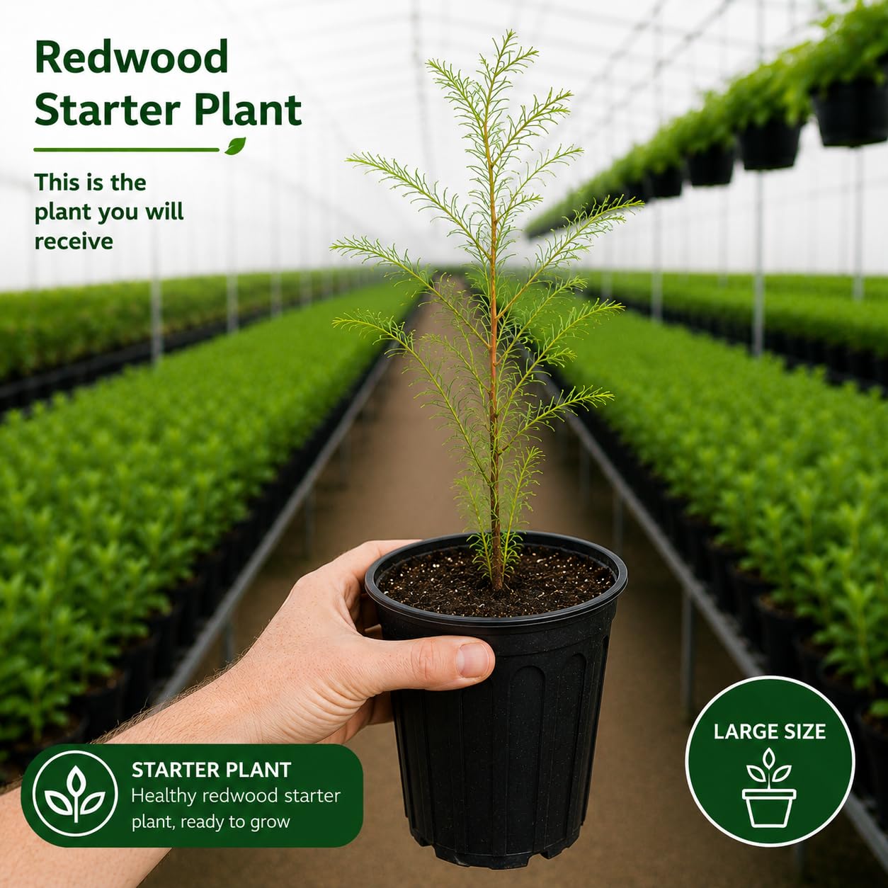 2 Large Redwood Tree Live Plants, Easy Care Redwood Sapling, Hardy, Exotic Foliage, Fast-Growing Evergreen Tree for Outdoor Spaces