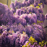 Purple Wisteria Live Plant 12-18 Inch Tall, Purple Flowering Tree in 2.5 Inch Pot, Easy-Care Climbing Vine for Landscapes, Fences & Outdoor Garden Décor