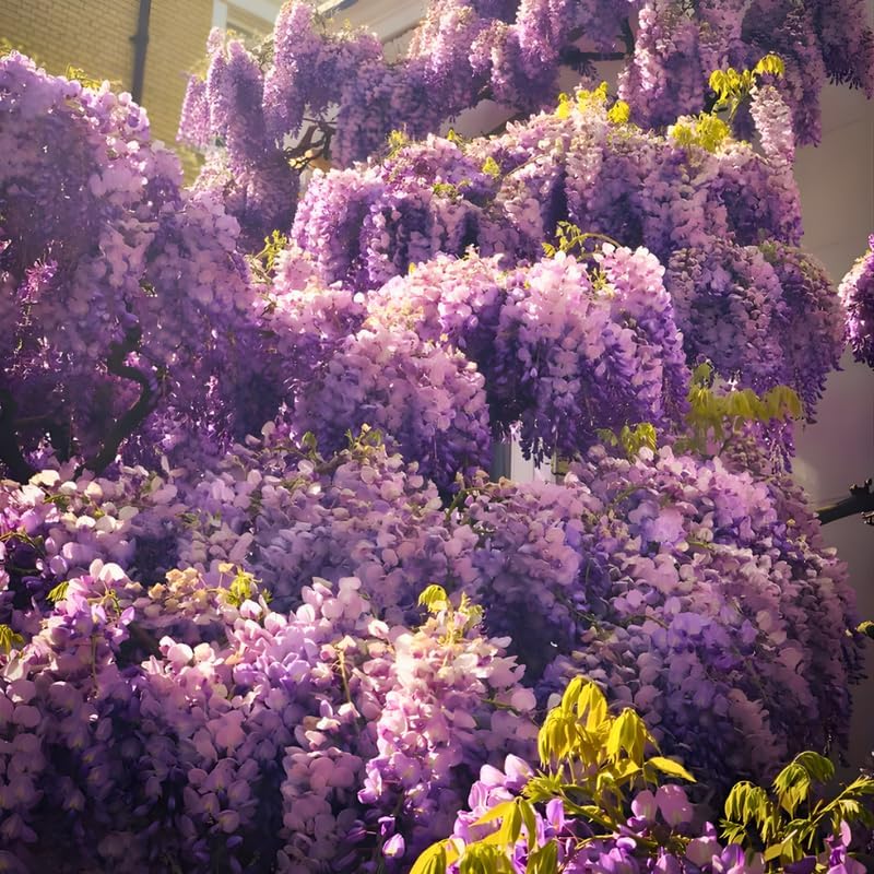 Purple Wisteria Live Plant 12-18 Inch Tall, Purple Flowering Tree in 2.5 Inch Pot, Easy-Care Climbing Vine for Landscapes, Fences & Outdoor Garden Décor