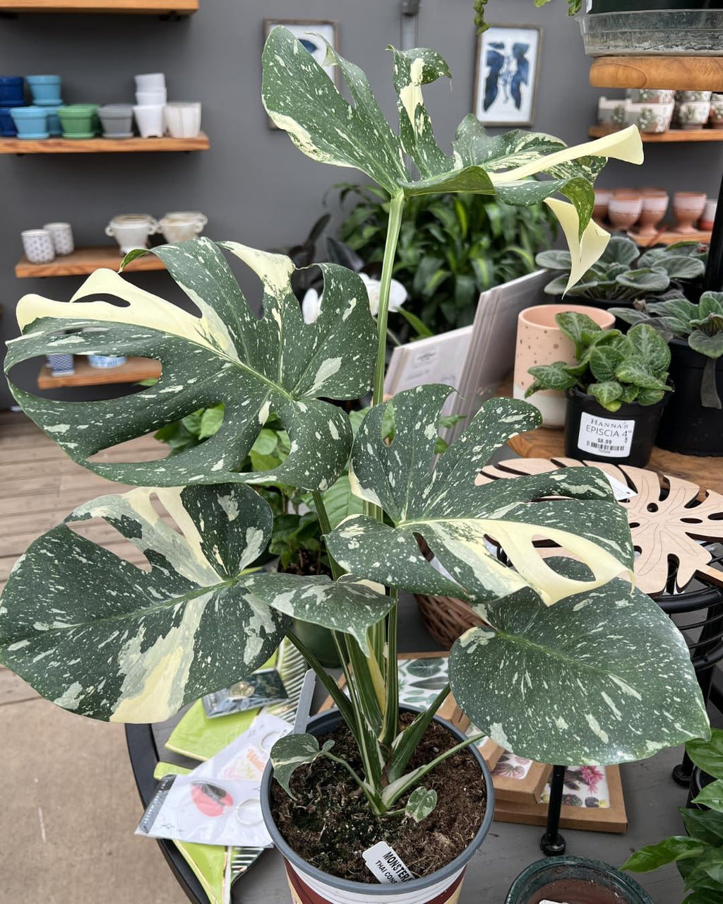 2 Thai Constellation Monstera Plant, Red Philodendron | 2 Collection Rare Houseplants| Size 4-6 Inc | Variegated Leaves Philodendron Plant | Unique Gift for Mom, Friend, Women, Her, Birthday Gifts