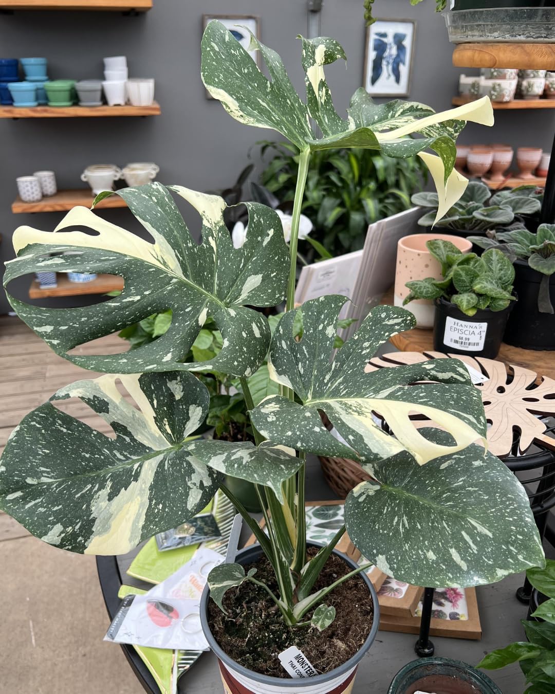 2 Thai Constellation Monstera Plant, Red Philodendron | 2 Collection Rare Houseplants| Size 4-6 Inc | Variegated Leaves Philodendron Plant | Unique Gift for Mom, Friend, Women, Her, Birthday Gifts