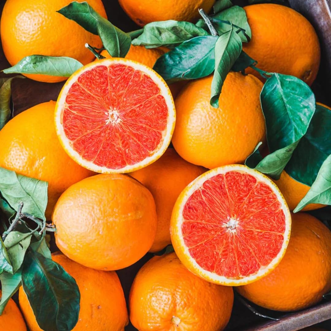(No Ship to CA,HI,AK) Hamlin Orange Trees Live Plants| 1 Gallon Live Potted Citrus Plant | Sweet Juicy Fruit Tree for Indoor & Outdoor Spaces