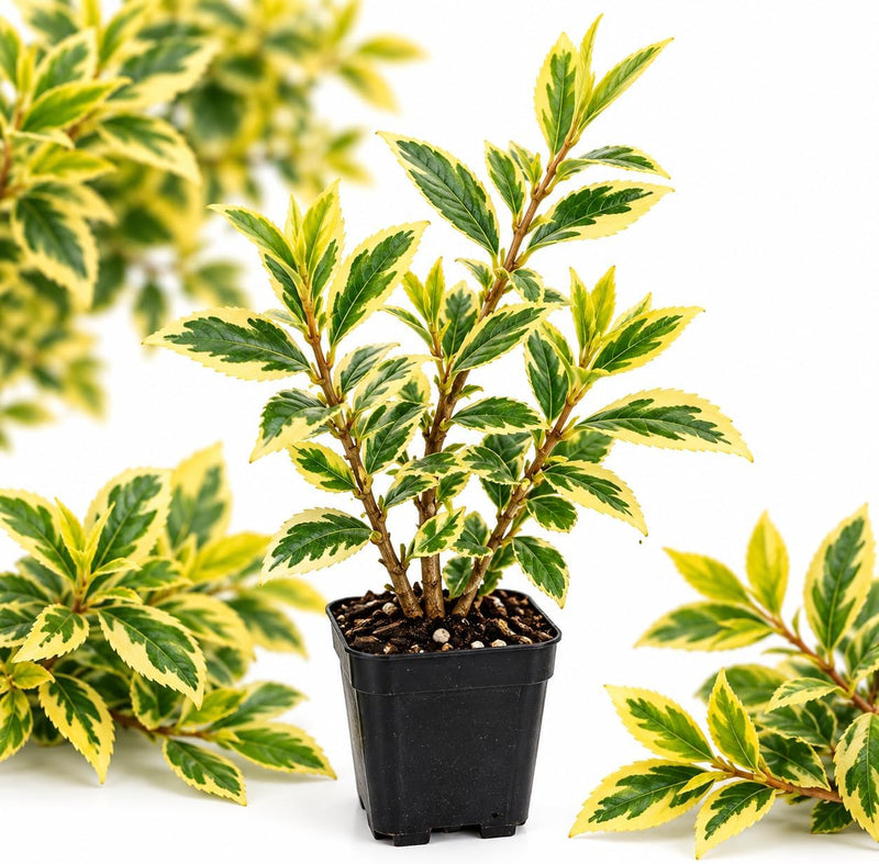 Variegated Forsythia Plant Live, 2.5" Pot Forsythia Bush