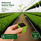 2 Large Redwood Tree Live Plants, Easy Care Redwood Sapling, Hardy, Exotic Foliage, Fast-Growing Evergreen Tree for Outdoor Spaces