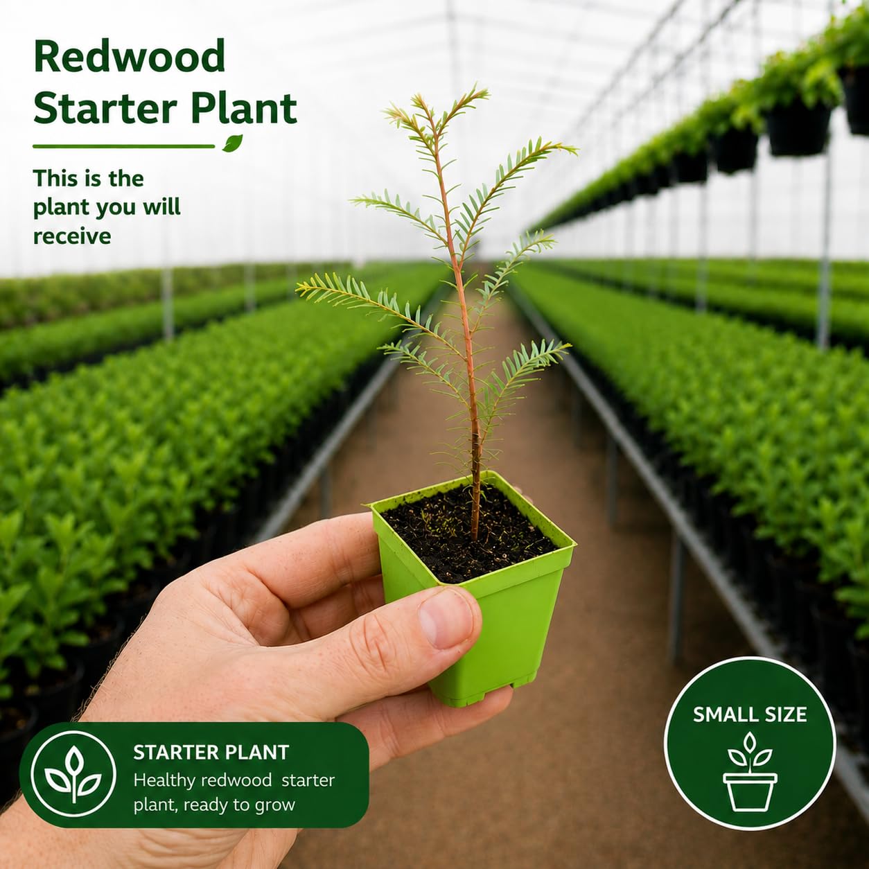 2 Large Redwood Tree Live Plants, Easy Care Redwood Sapling, Hardy, Exotic Foliage, Fast-Growing Evergreen Tree for Outdoor Spaces