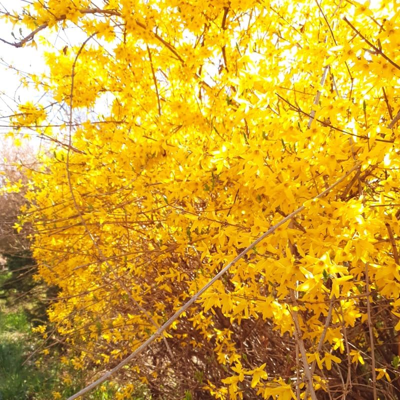 2 Lynwood Gold Forsythia Live Plant – 10 to 12 Inch Tall | Hardy Outdoor Flowering Shrub | Vibrant Yellow Spring Blooms | Fast-Growing Ornamental Hedge or Border Plant