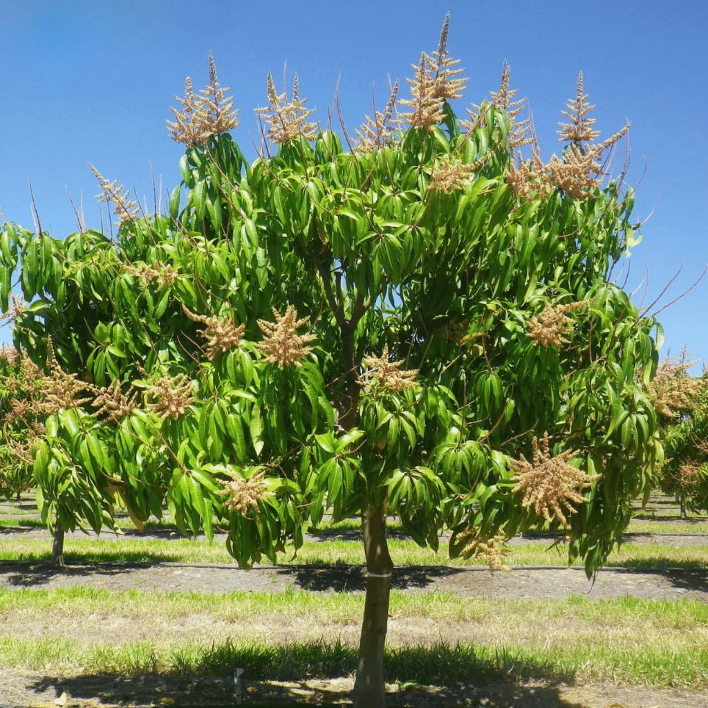 Grafted NAM Doc Mai Mango Tree Live Plant | 2.5–3 Ft Tropical Fruit Tree for Planting | Sweet, Low-Fiber Mango Variety for Home Gardens | No Ship to CA,HI,AK