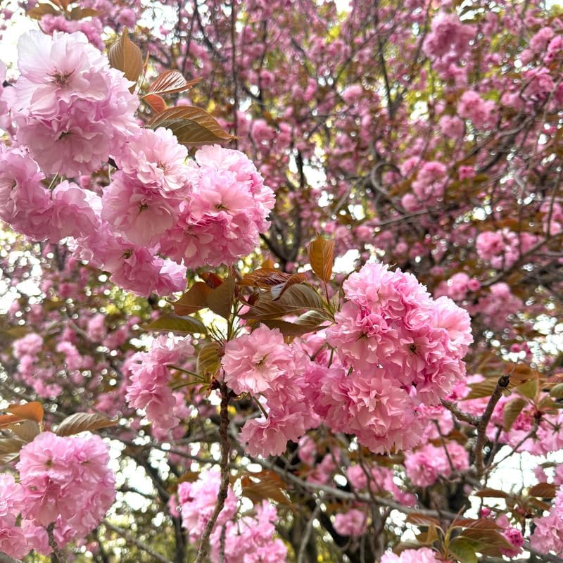 2 Kwanzan Cherry Tree, 6-12 Inch Tall, Easy Care, Hardy Ornamental Flowering Cherry Tree, Ideal for Yard, Garden & Landscape
