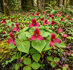 10 Red Trillium Bulbs for Planting, Trillium Erectum, Easy to Grow Fragrant Woodland Garden Plant