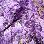 4 American Purple Wisteria Amethyst Wisteria Live Plant 12-24 Inch Tall, Hardy, Easy-Care Climbing Vine for Landscapes, Fences & Outdoor Garden Décor