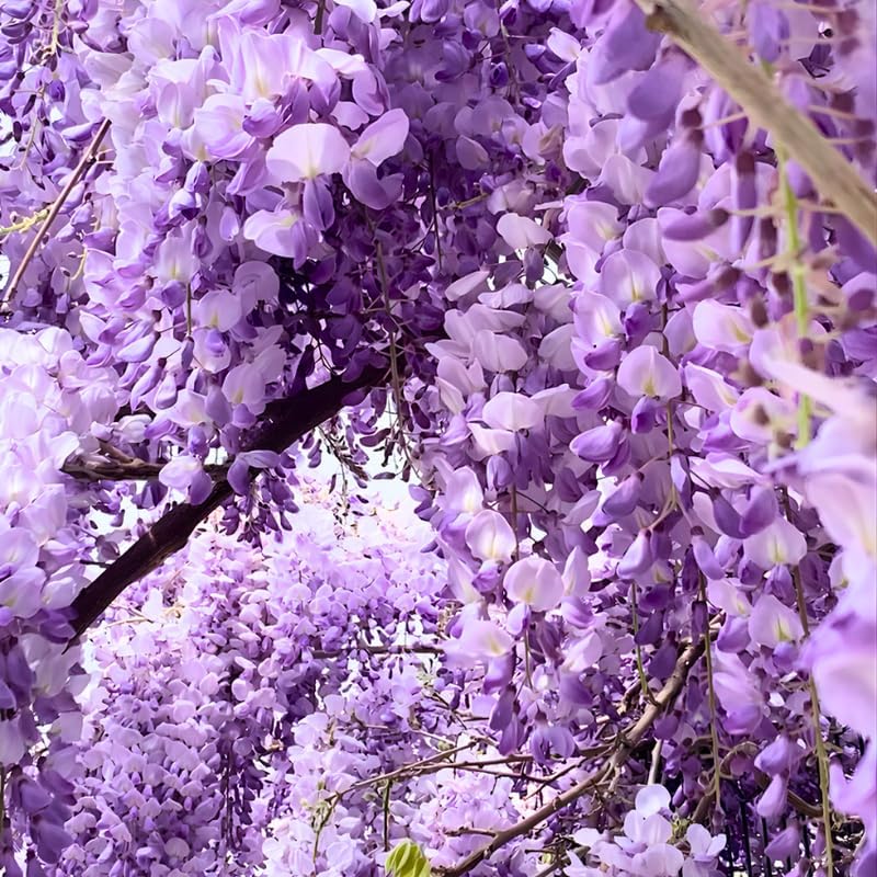 4 American Purple Wisteria Amethyst Wisteria Live Plant 12-24 Inch Tall, Hardy, Easy-Care Climbing Vine for Landscapes, Fences & Outdoor Garden Décor