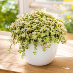 Sedum Dasyphyllum Major Succulent Plant, 4 Inch Pot Sedum Plant Live, Fully Rooted, Drought-Tolerant, Low Maintenance Indoor Houseplant, Ideal for Home & Office Décor & Gifts