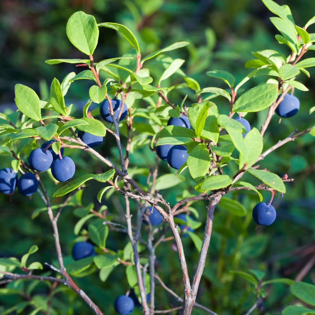 Huckleberry Plant in Pot - Large Size, Non GMO, Low Maintenance Native Edible Berry Shrub, Robust Well-Rooted Fruit Plants, Ideal for Backyard, Gardens and Borders