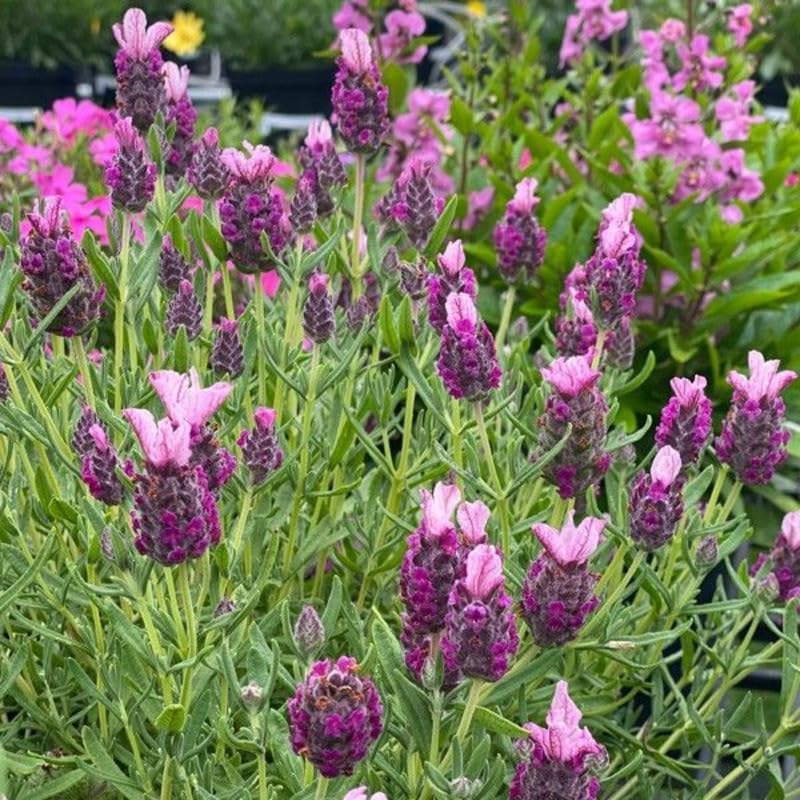 Spanish Lavender Flower Plant, Live Lavender Plants for Inside and Home Décor, 3-Inch Potted, Aromatic Purple Flowering Shrub