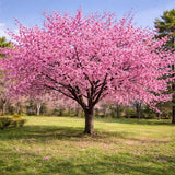 Okame Cherry Tree Live Plant, 6-12 Inch Tall Starter Plant, Japanese Cherry Blossom Tree, Easy Care Flowering Tree for Planting Outdoors