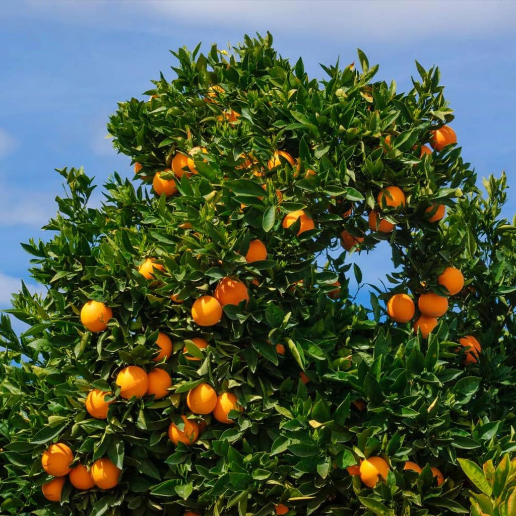 Hamlin Orange Tree for Planting | 2.5–3 Ft Live Citrus Plant | Easy-Grow Edible Fruit Tree for Home Gardens & Patios | No Ship to CA,HI,AK