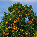 Hamlin Orange Tree for Planting | 2.5–3 Ft Live Citrus Plant | Easy-Grow Edible Fruit Tree for Home Gardens & Patios | No Ship to CA,HI,AK