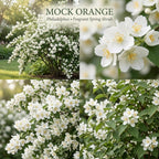 Mock Orange Shrub Live Plant, 4-6" Tall, Cold-Hardy Deciduous Bush for Home Landscapes, Sweet Citrus Scented White Spring Blooms & Low Maintenance Hedge