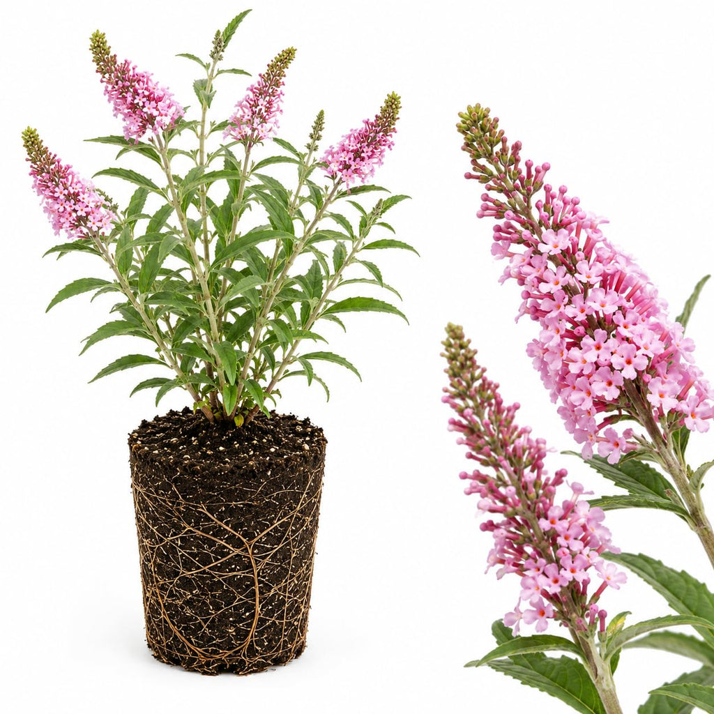Black Knight Butterfly Bush Live Plant, 4-6 Inch Tall Starter, Deep Purple Flowering Shrub for Backyard and Garden Rows