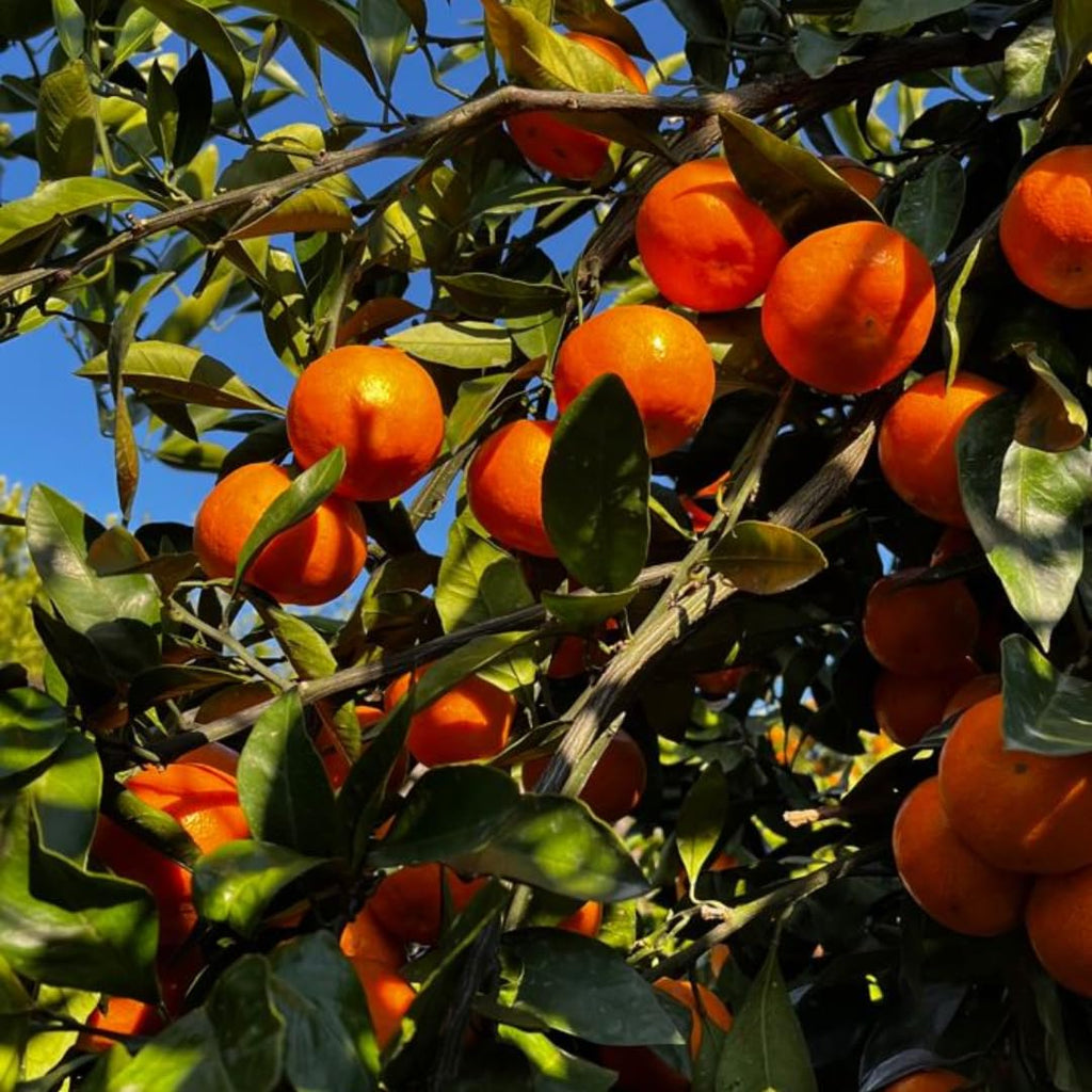 Hamlin Orange Tree for Planting | 2.5–3 Ft Live Citrus Plant | Easy-Grow Edible Fruit Tree for Home Gardens & Patios | No Ship to CA,HI,AK