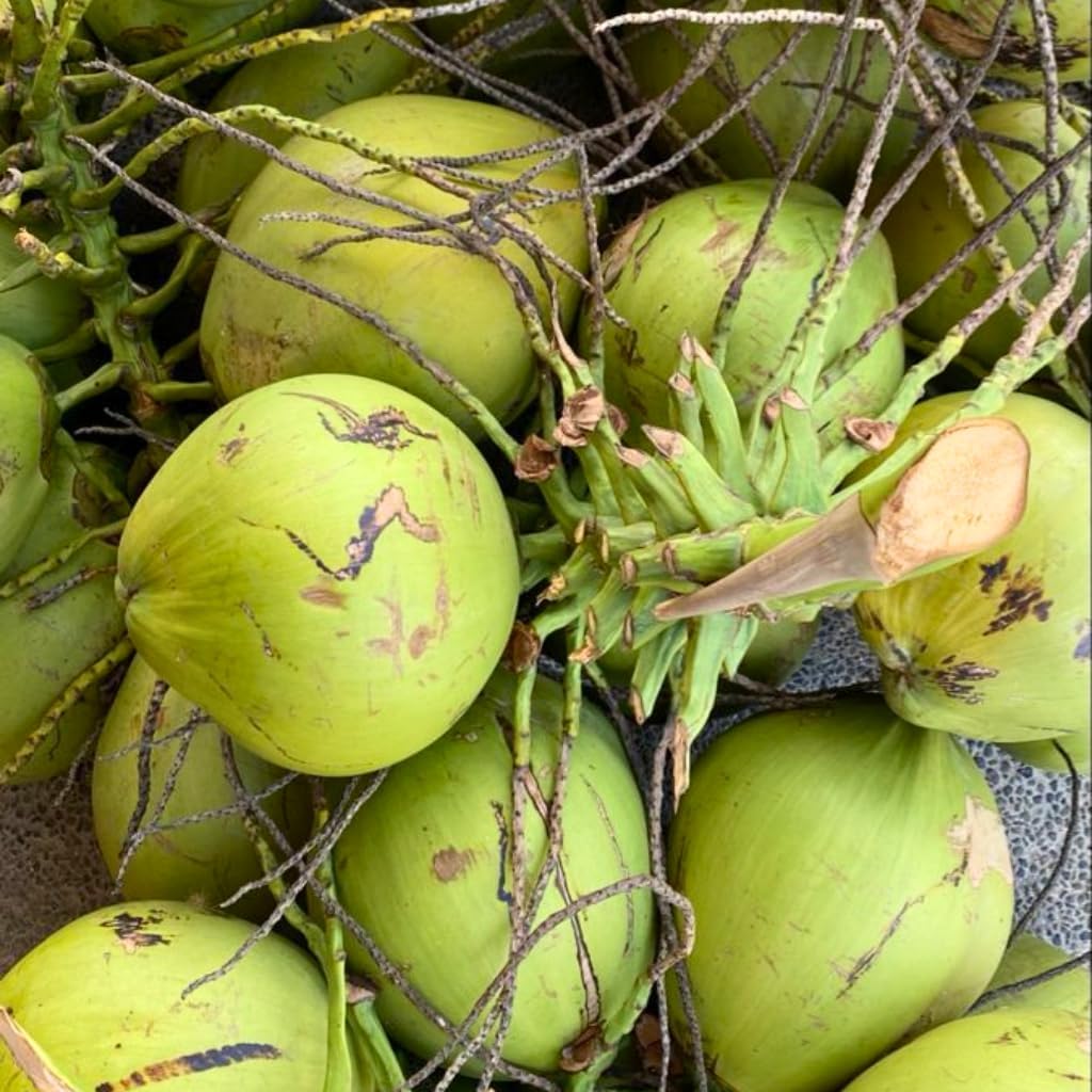 Live Coconut Tree for Planting | Green Coconut Plants | 2.5–3 Ft Tall Potted Tropical Plant | Hardy Fruit-Bearing Tree for Indoor or Outdoor Growing | No Ship to CA,HI,AK
