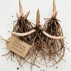 10 Live Lily of The Valley Plants Bare Roots, Easy Care May Bells, Fragrant Shade Plant for Outdoor and Indoor Use