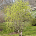 2 Corkscrew Willow Live Bare Root Trees | Twisted Branch Ornamental Tree 1-2ft Bare Root Rooted Cuttings | Well-Rooted Decorative Garden Trees