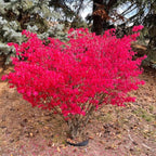 2 Burning Bush Shrub Live Plants | 8-12 Inch Bare Root Rooted Cuttings | Vibrant Red Fall Foliage | Deciduous Ornamental Shrub for Backyard and Landscape