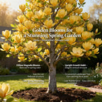 2 Ann Magnolia Tree, 12-18 Inch Tall in 2.5 Inch Pot, Vigorous Spring Bloomer for Sunny Backyard Landscapes, Fragrant Flower Tree