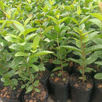 Pink Guava Plant Starter | Tropical Fruit Tree Starter for Home & Garden | 4 to 6 Inc in Height | Sweet Pink Guava Variety