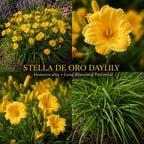 25 Stella de Oro Daylily Roots, Reblooming Yellow Perennial Roots for Garden Borders, Cold-Hardy Miniature Golden Daylily