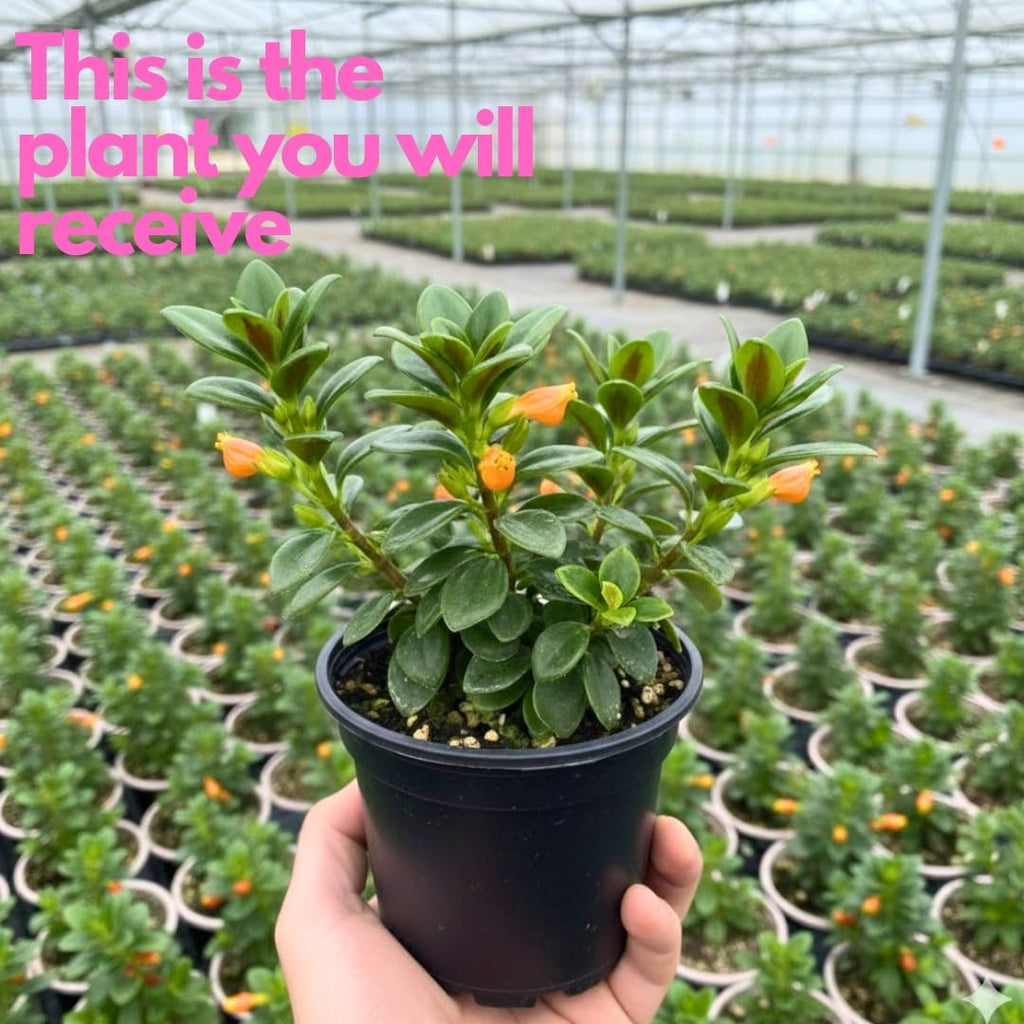 Goldenfish Plant Live for Planting in 4-Inch Pot | Vibrant Trailing Goldfish Tree with Orange Blooms | Perfect for Indoor Displays | Unique Gift for Plant Enthusiasts