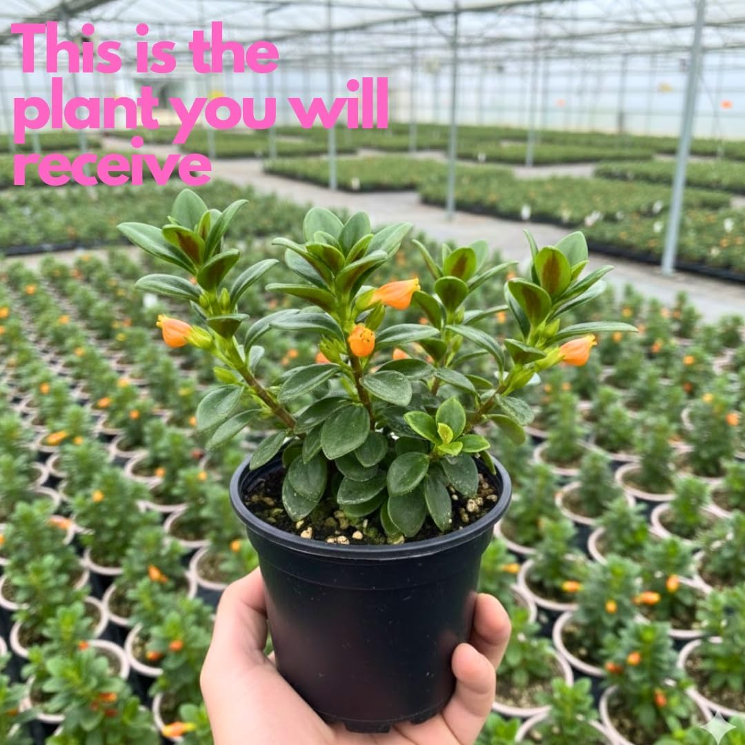 Goldenfish Plant Live for Planting in 4-Inch Pot | Vibrant Trailing Goldfish Tree with Orange Blooms | Perfect for Indoor Displays | Unique Gift for Plant Enthusiasts