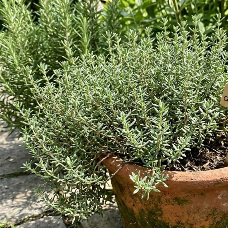 Thyme Plants Live, French Thyme, 4-Inch Tall, Easy to Grow & Low Maintenance, Fresh Culinary Herb for Cooking, Indoor/Outdoor Herb Garden