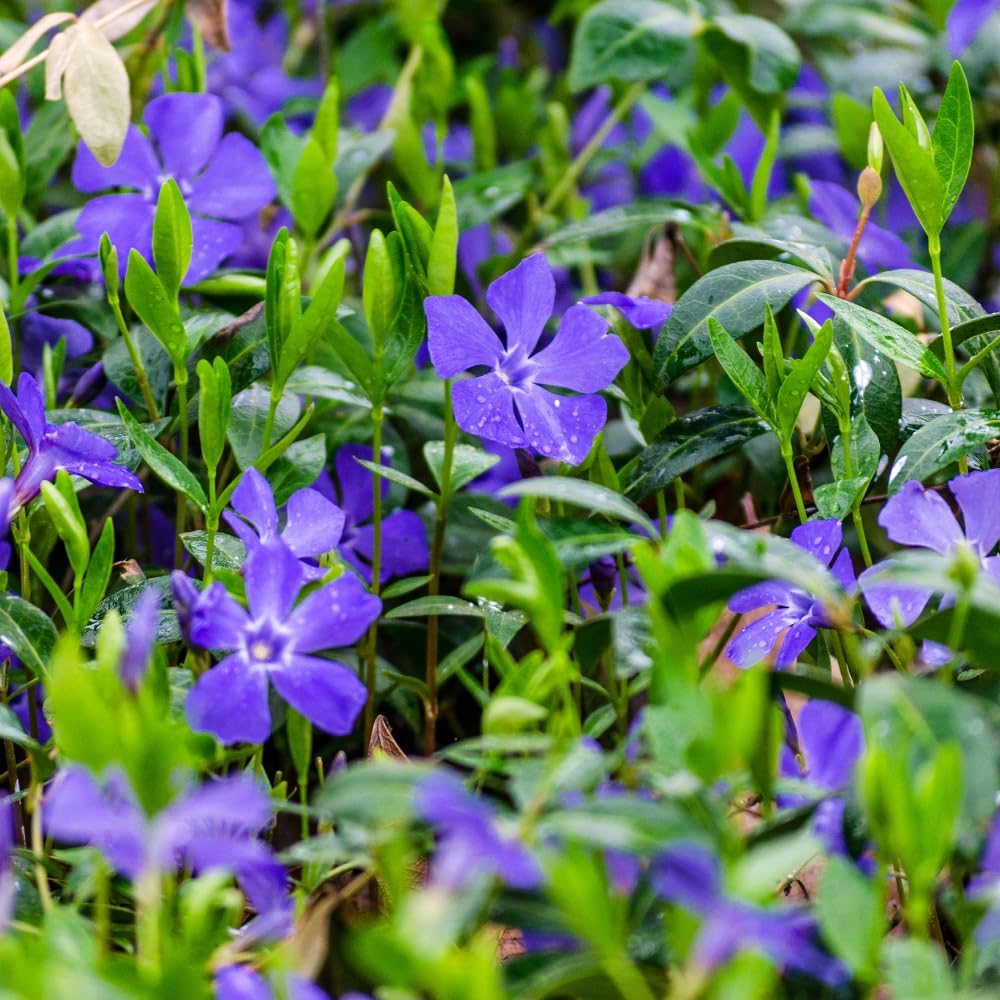 Vinca Plants - Vinca Minor, 4 Inch Size, Low Maintenance Evergreen Vine for Erosion Control and Shady Borders