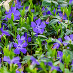 Vinca Plants - Vinca Minor, 4 Inch Size, Low Maintenance Evergreen Vine for Erosion Control and Shady Borders